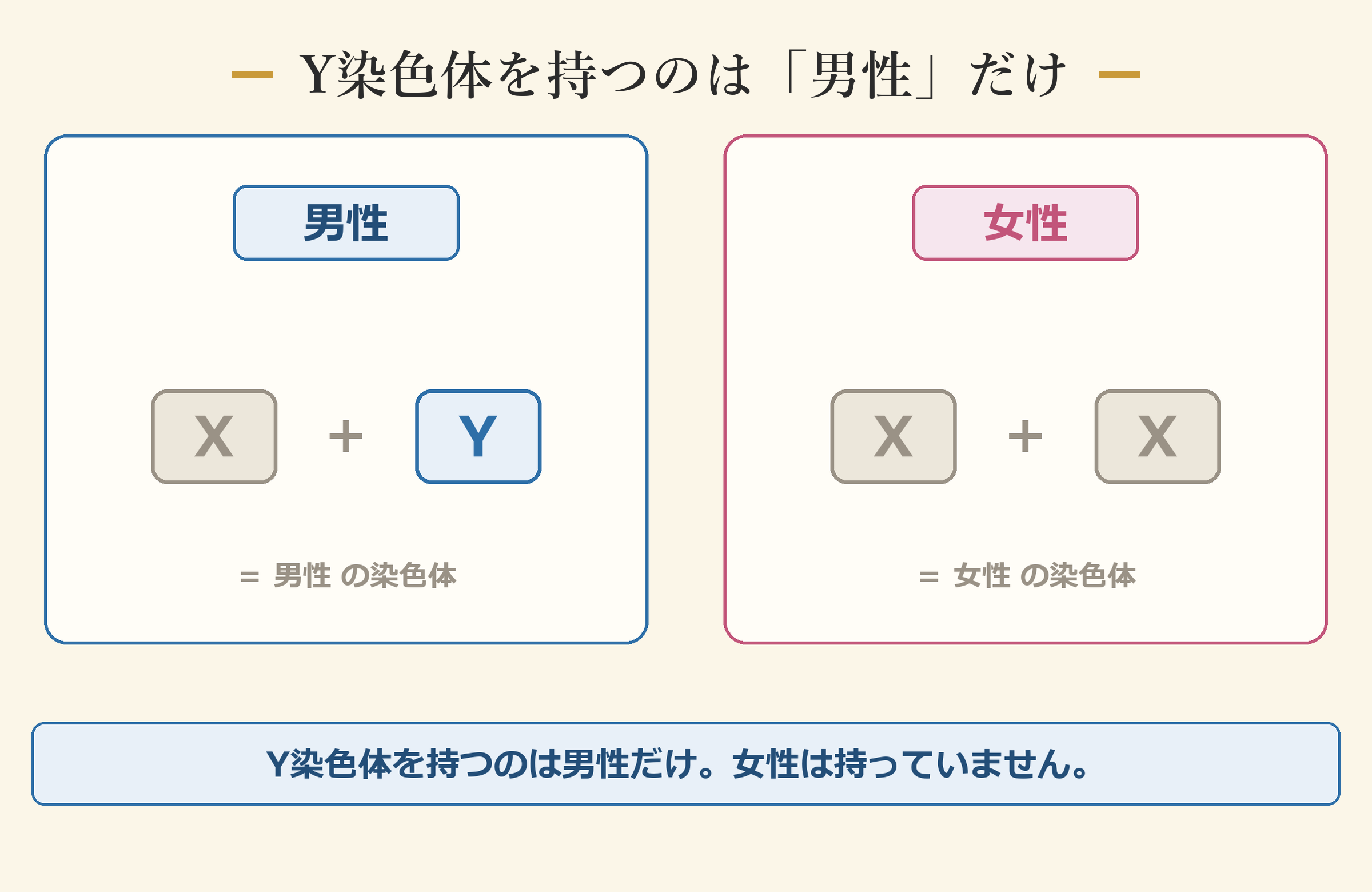Y染色体を持つのは「男性」だけ ―― 女性は持っていない