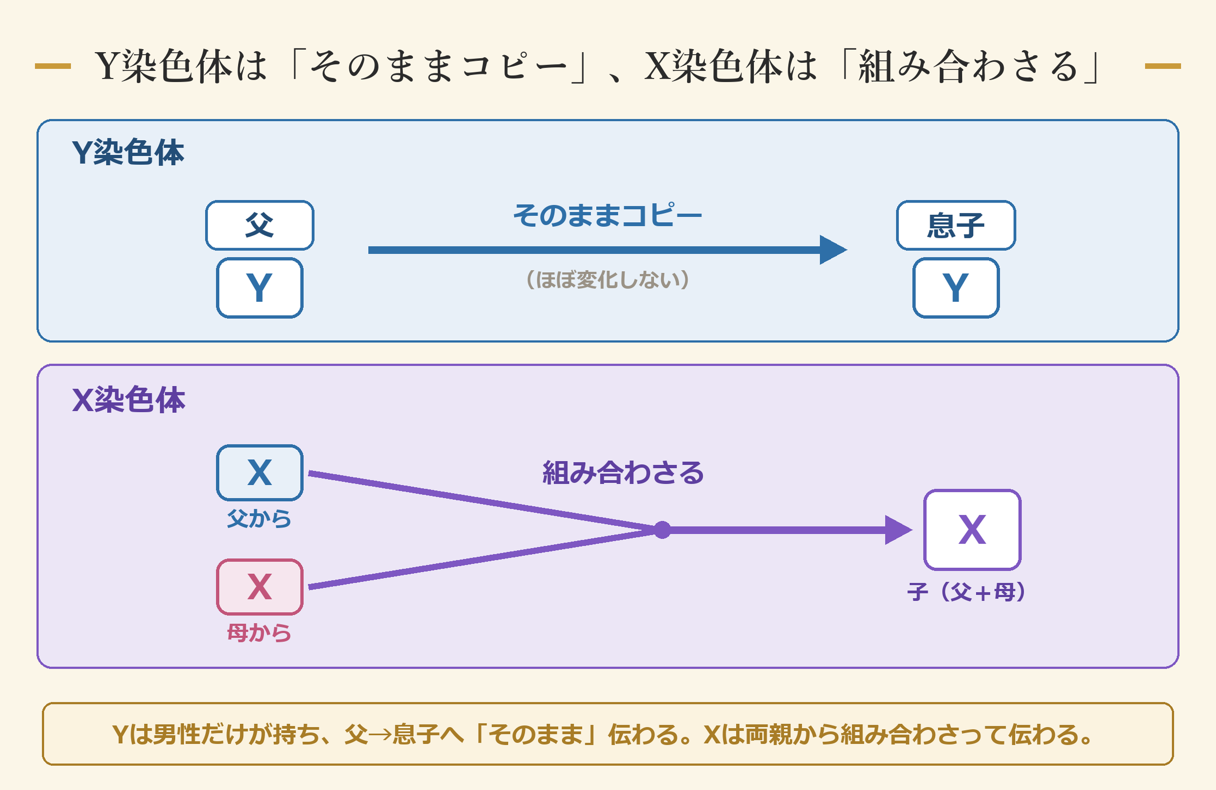 Yは父→息子へ